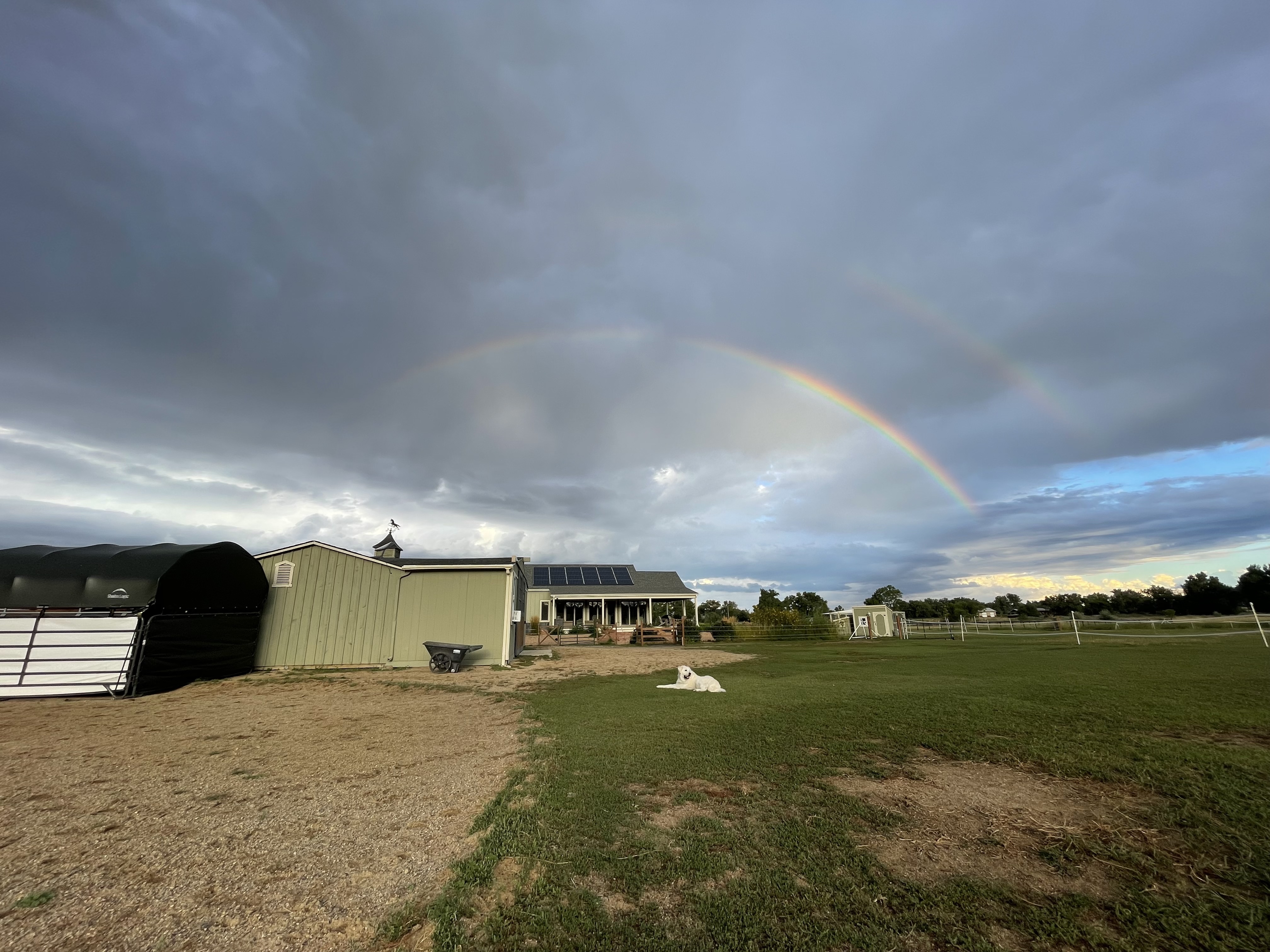 Horse in green pasture