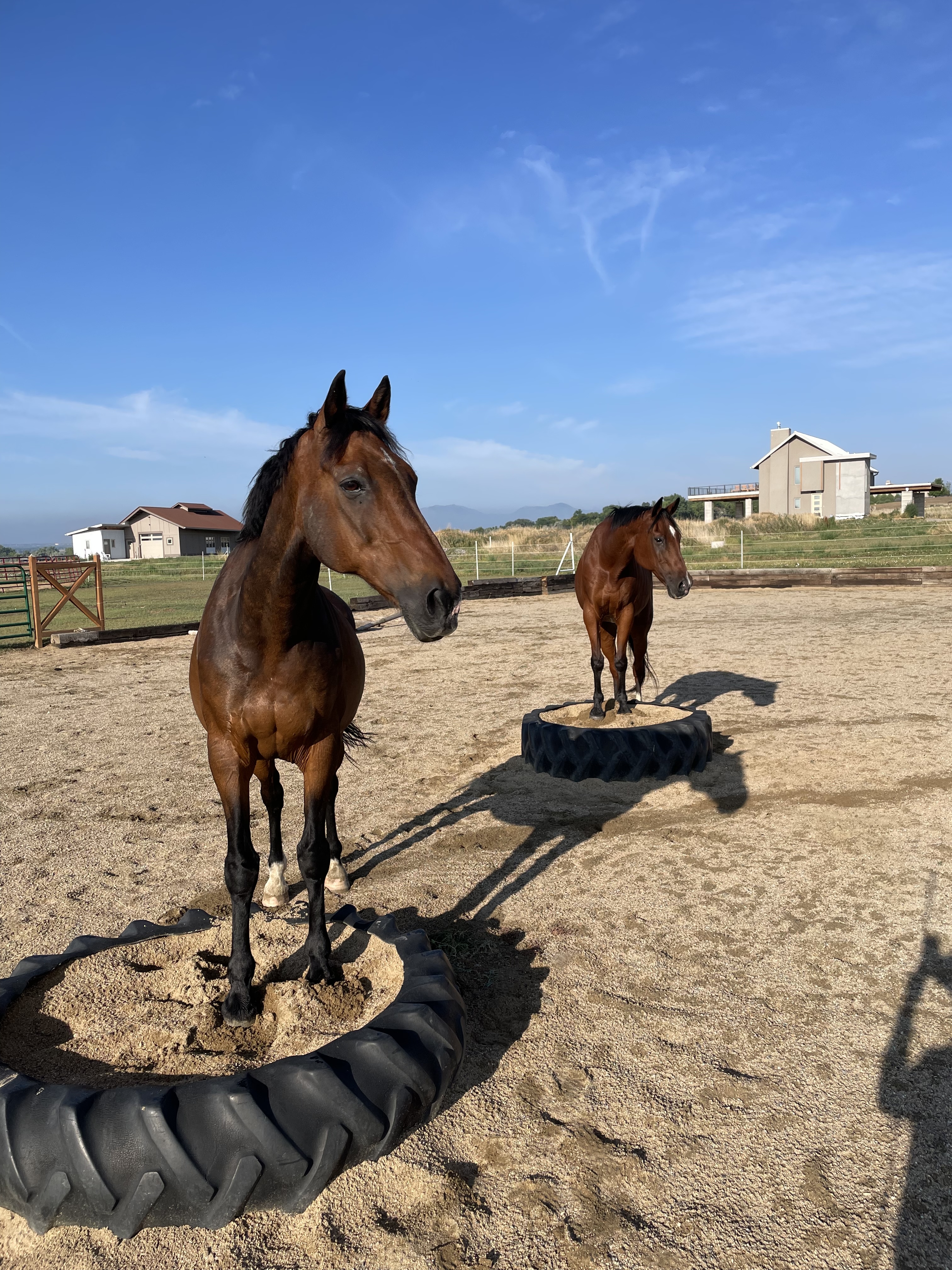 Bentley and Comet in the arena