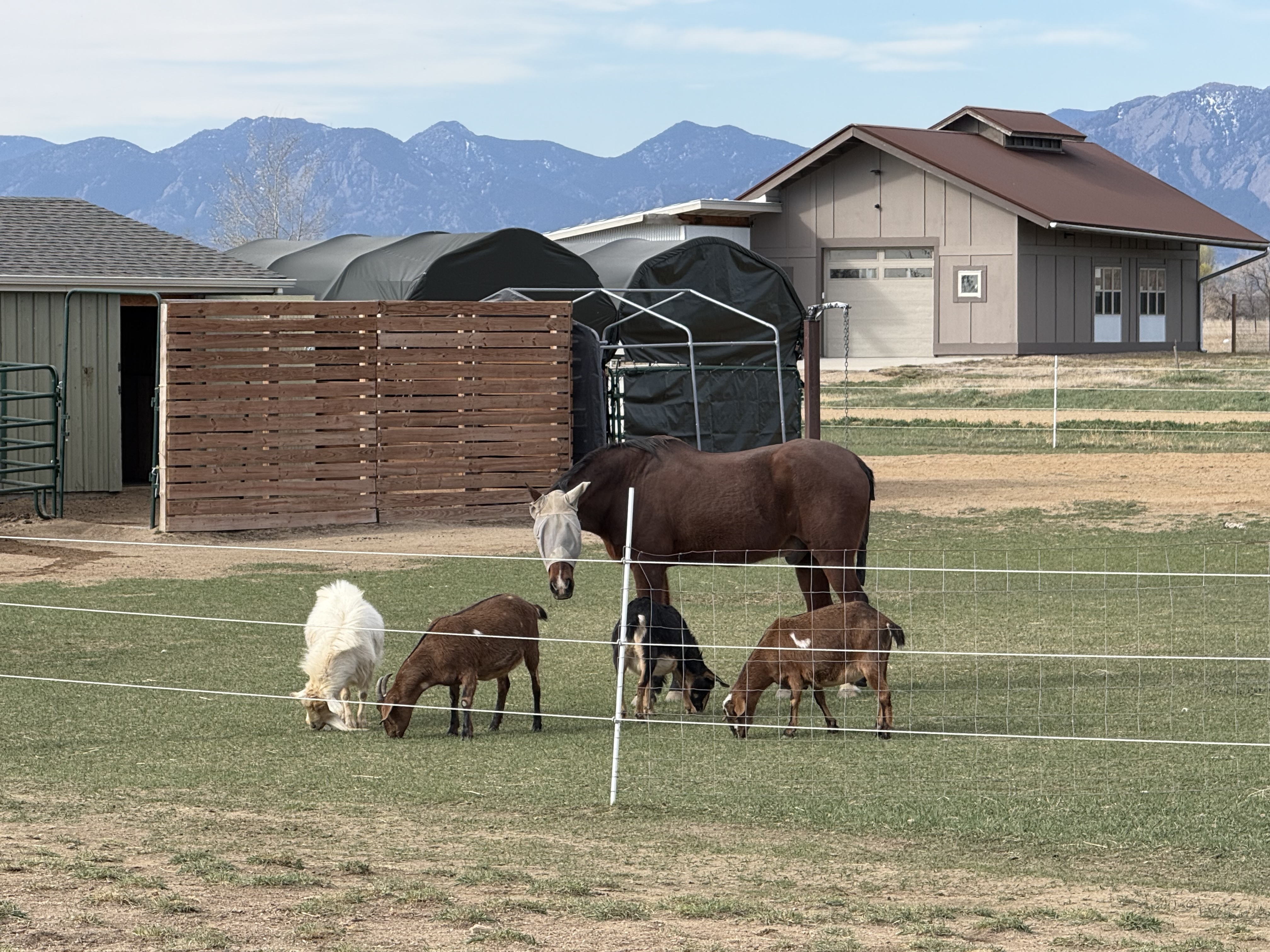 Twister, Thunder, Twinkle, and Twitch